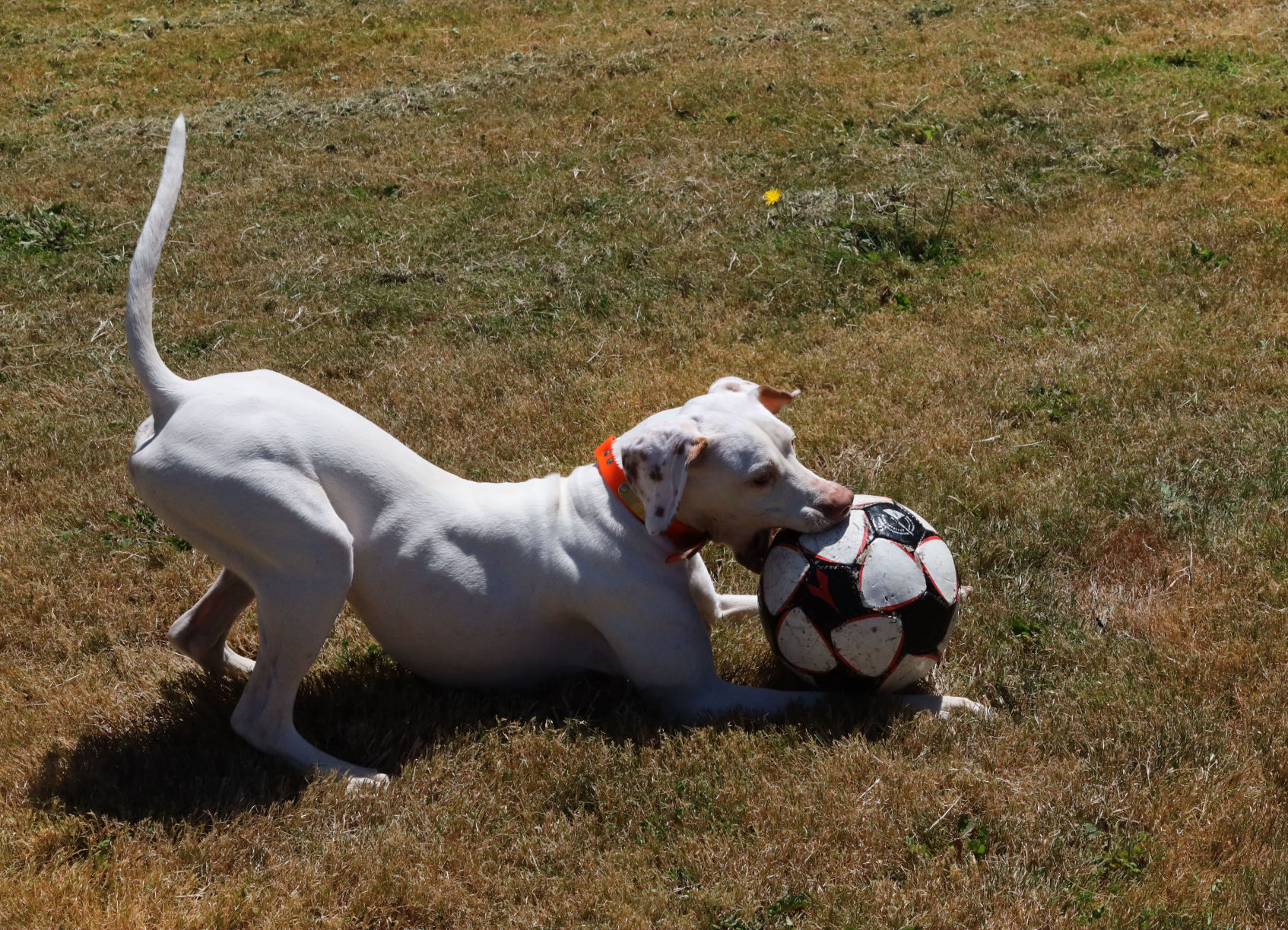 Ball is life